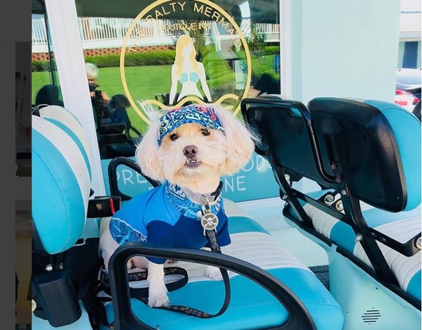 Dogs Love Salty Rentals Golf Carts New Smyrna Beach